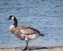 Load image into Gallery viewer, Ticket for Bird Walk at the Ridgewood Reservoir 6/7/26 9am OR 11am