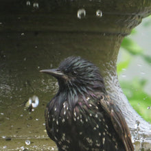 Load image into Gallery viewer, Ticket for Bird Walk at the Ridgewood Reservoir 6/7/26 9am OR 11am