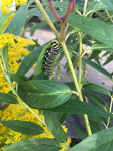 Load image into Gallery viewer, Intro to Native Garden Design with Matt Garczynski Sunday 6/7/26 1pm to 4pm