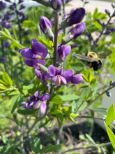 Load image into Gallery viewer, Intro to Native Garden Design with Matt Garczynski Sunday 6/7/26 1pm to 4pm