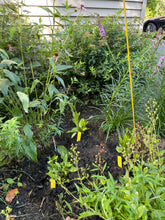 Load image into Gallery viewer, Intro to Native Garden Design with Matt Garczynski Sunday 6/7/26 1pm to 4pm