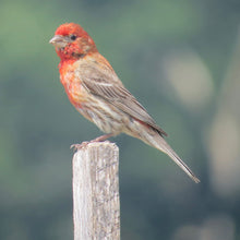 Load image into Gallery viewer, Ticket for Bird Walk at the Ridgewood Reservoir 6/7/26 9am OR 11am