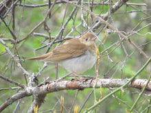 Load image into Gallery viewer, Ticket for Bird Walk at the Ridgewood Reservoir 6/7/26 9am OR 11am