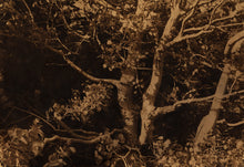 Load image into Gallery viewer, How to Bleach and Tone Cyanotypes with Zoë Gleitsman Sunday 6/28/26 12pm to 2pm