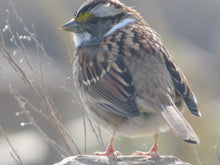 Load image into Gallery viewer, Ticket for Bird Walk at the Ridgewood Reservoir 11/9/24 10am-12noon
