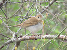 Load image into Gallery viewer, Ticket for Bird Walk at the Ridgewood Reservoir 11/9/24 10am-12noon
